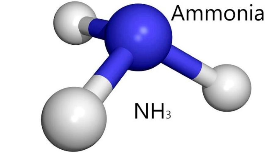 rxsol ammonia